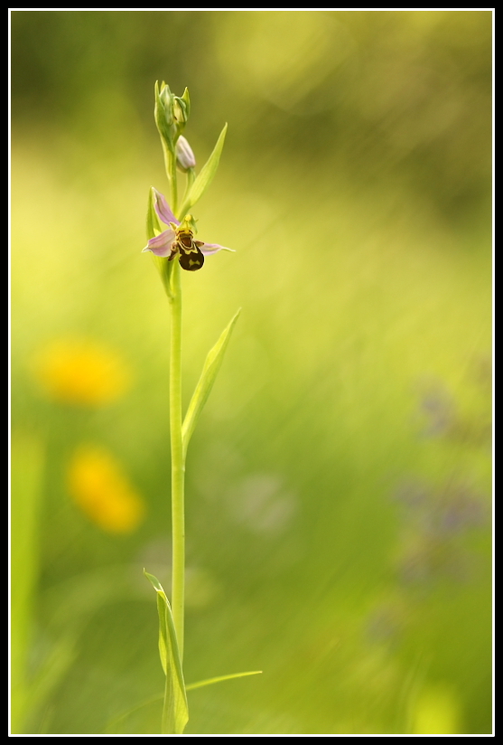 Ophrys apifera